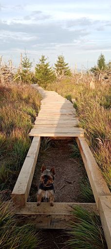 Poledník-普拉斯利