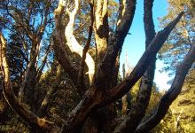 Mount Maurice景点图片