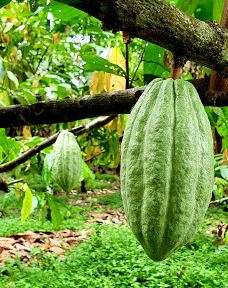 Cacao Trails - Museo de Cacao-Talamanca