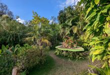 Barney's Botanical Garden Jamaica景点图片