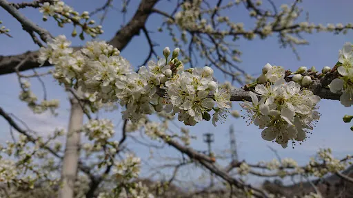 Aramaki Apple Farm