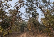 Gangau wildlife sanctuary景点图片