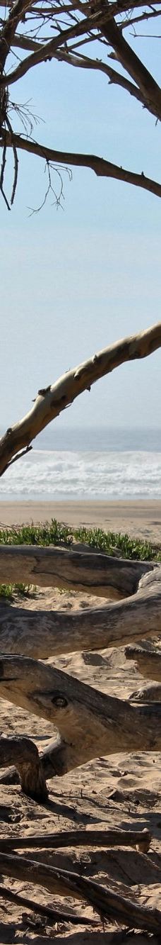 皮斯莫海滩-圣路易斯－奥比斯波县