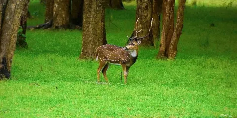 Wayanad Wildlife Sanctuary