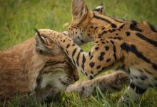 Hawk Creek Wildlife Center景点图片