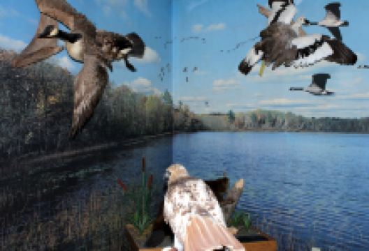 Blackhawk Lake Recreation Area景点图片