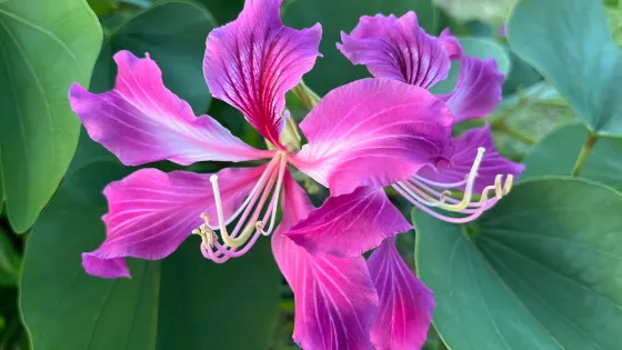 Smiths Tropical Paradise