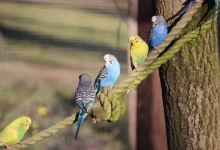Tierpark Wolgast景点图片