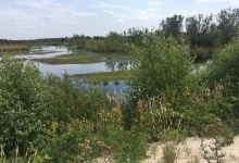 Internationaler Naturpark Bourtanger Moor-Bargerveen景点图片