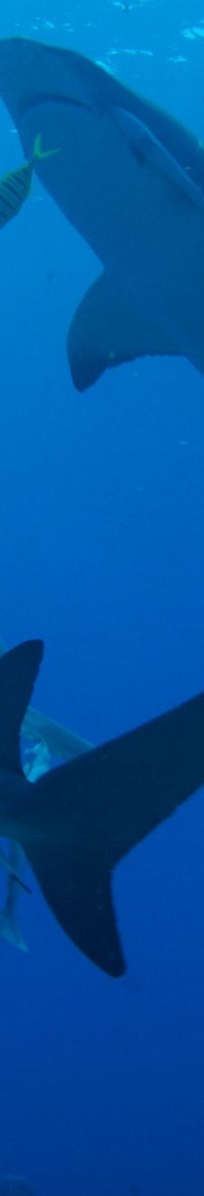 Bora Bora Lagoon Onoku Services-波拉波拉岛