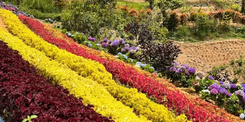 Buwakan Ni Alejandra