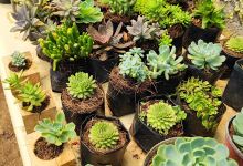Vivero "Las Cascadas"购物图片