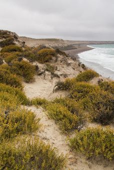 Caleta Valdés-别德马