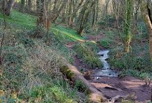 Oak Wood景点图片