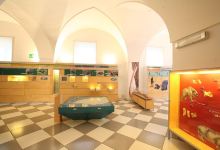 Museo Civico di Paleontologia e Paletnologia Decio景点图片