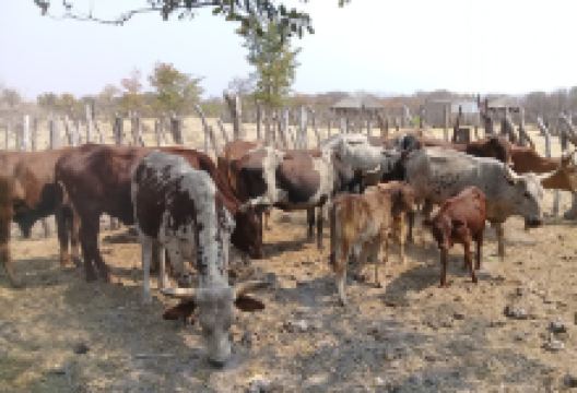 Nata River景点图片