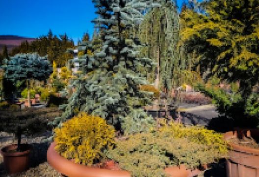 Eger-Kert Díszfaiskola购物图片