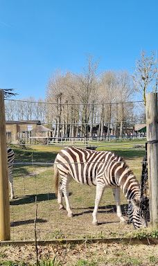 Twycross Zoo-阿瑟斯通