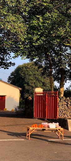 为美里山茶树群-西归浦市