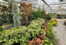 Signal Mountain Nursery购物图片