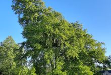 Ings Grove Park景点图片
