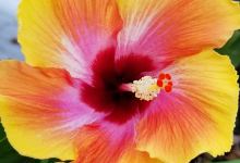 Blair Garden Center & Greenhouse购物图片