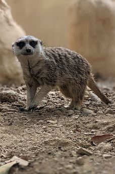 Selwo Aventura-埃斯特波纳