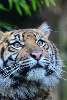 海德堡动物园-海德堡