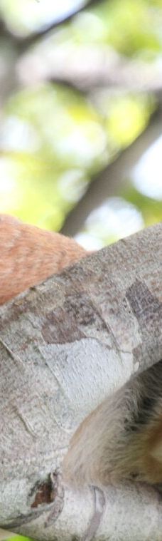 京那巴当岸河-基纳巴唐岸