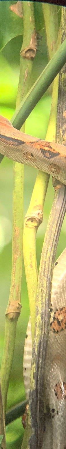 卡维塔国家公园-Talamanca