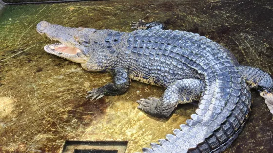 巴拉望野生動物救援和保護中心