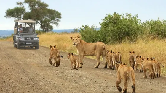 Wild Wings Safaris