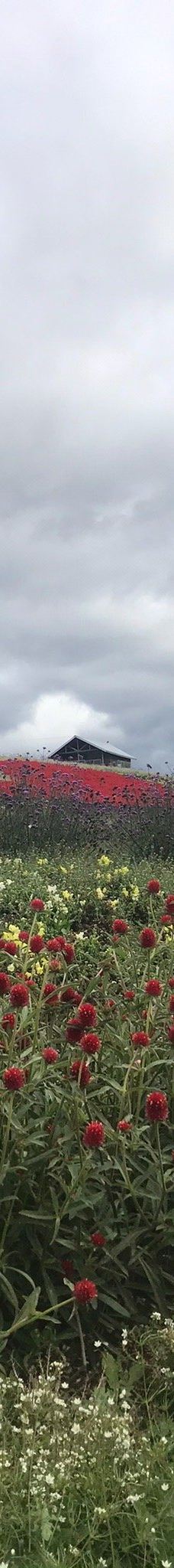 菅野农场-上富良野町
