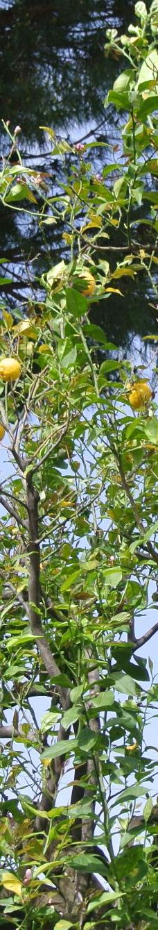 I Giardini di Cataldo-索伦托