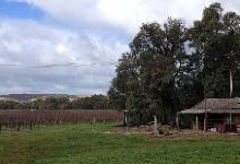 The Willows Vineyard景点图片