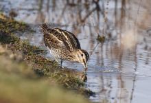 RSPB Sandwell Valley景点图片
