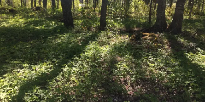 Paivaanniemen kalmisto