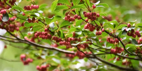Kaigakedani Rhododendron Plants