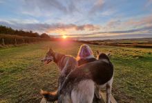 Dee Dog Park at Church Farm景点图片