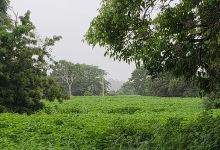 Vivero BP Plantas y Artesanías购物图片