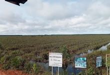 KONSERVASI GAMBUT (PT.Agrolestari Mandiri)景点图片