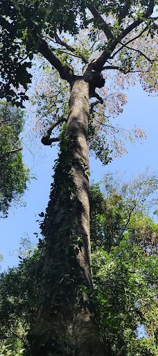 Bosque Municipal Manoel Julio De Almeida-科内利乌－普罗科皮乌