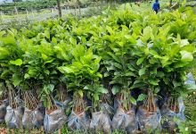 Cây Giống - Nông nghiệp 1景点图片
