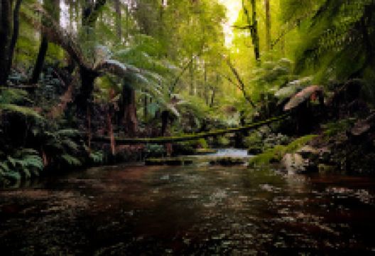 Otway fly and nature walk景点图片