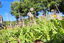 The seed garden 2景点图片