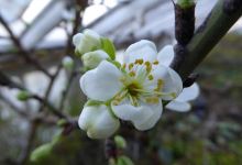 Triscombe Nurseries购物图片