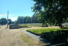 Pinewood Perennial Gardens购物图片