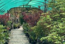 Athelas Plants购物图片