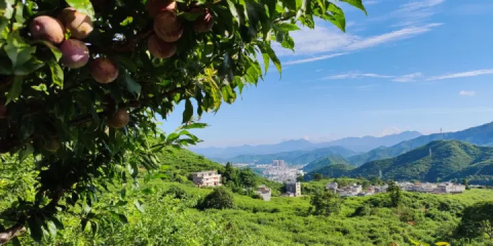 錢排銀妃三華李果場