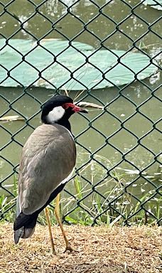 Attidiya Bird Sanctuary-代希瓦勒－芒特拉维尼亚